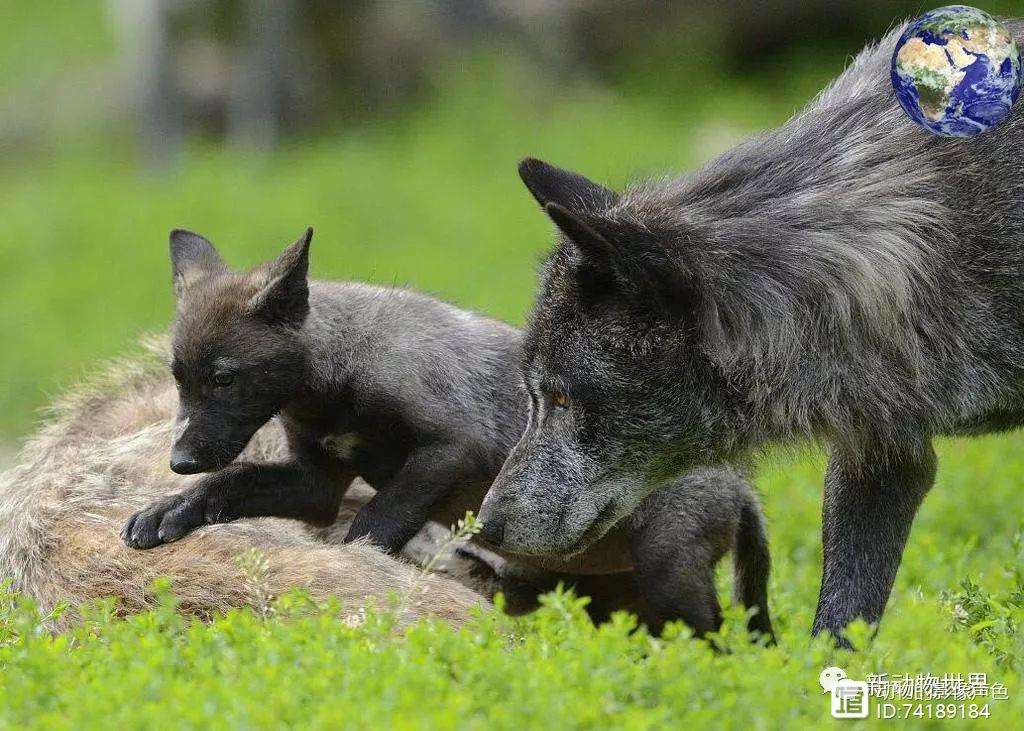 关于国王杯关键时刻走向成谜;明尼苏达森林狼内部沟通;气氛紧张;心理建设被强调的信息 关于国王杯关键时刻走向成谜;明尼苏达森林狼内部沟通;气氛紧张;心理建设被强调的信息